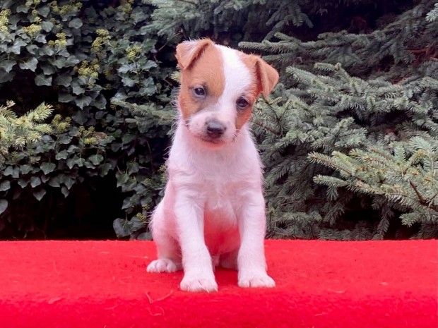 Parson jack russell terrier(russel)