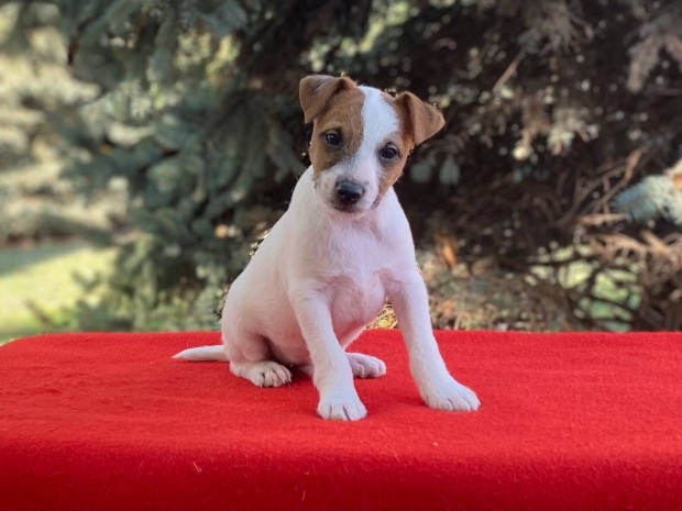 Parson russell terrier (jack russel)