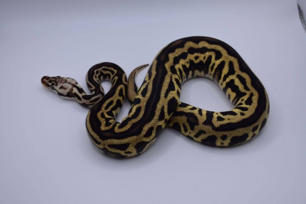 Pastel Leopard Spotnose Genetic Black Back királypiton