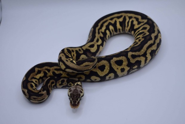 Pastel Leopard Spotnose Genetic Black Back nőstény királypiton