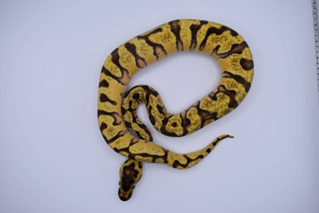 Pastel OD Enchi YB HGW poss super Enchi - királypiton Python regius