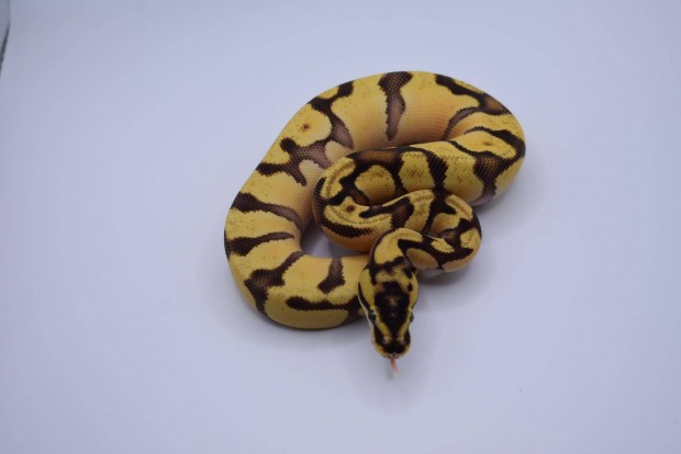 Pastel OD HGW Enchi Specter poss super enchi, super OD királypiton