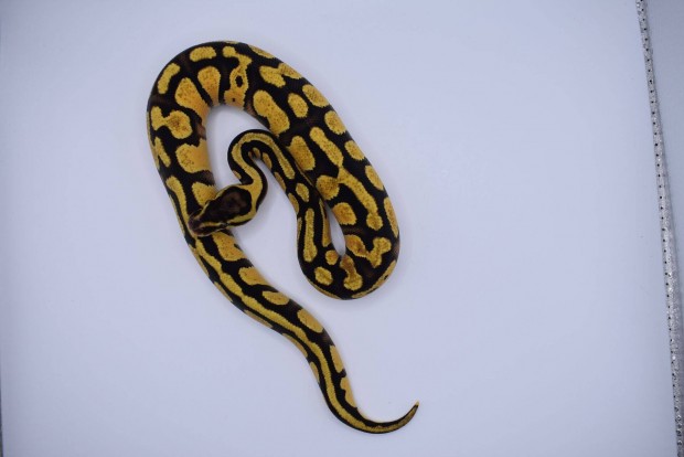 Pastel OD Specter királypiton - Python regius