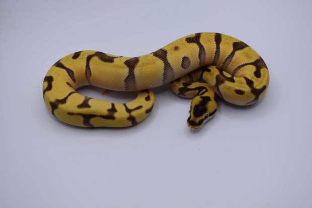 Pastel OD Super Enchi Specter poss super OD - királypiton Python