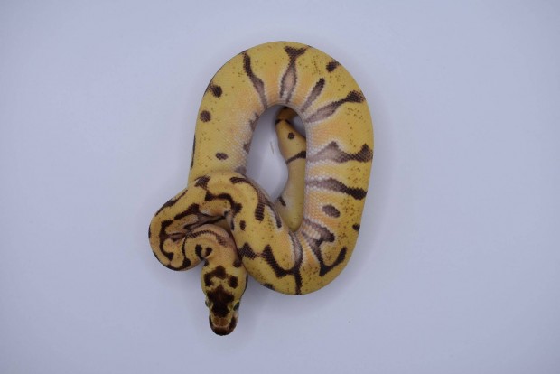 Pastel Super OD Super Enchi HGW Specter/YB királypiton - Python regius