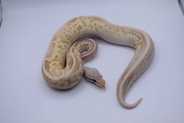 Pastel cinnamon banana leopard királypiton