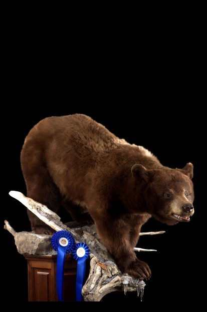 Pásztói Preparátor Műhely munkatársakat keres