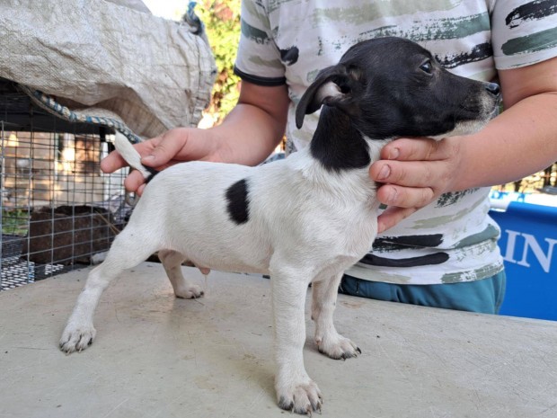 Patterdale terrier jellegű kan kiskutya eladó