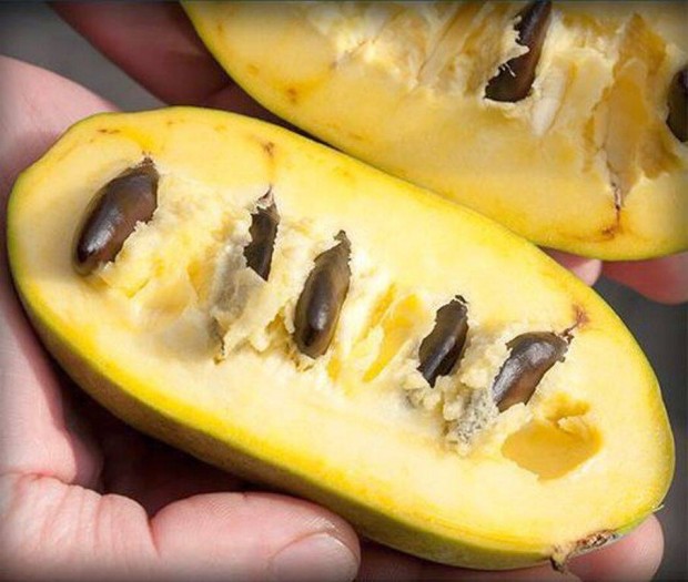 Pawpaw, indinbann, annnacserje oltvny (Asimina triloba)