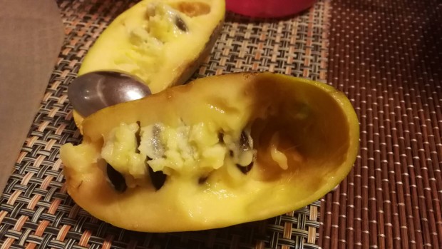 Pawpaw indin bann Asimina Triloba magok