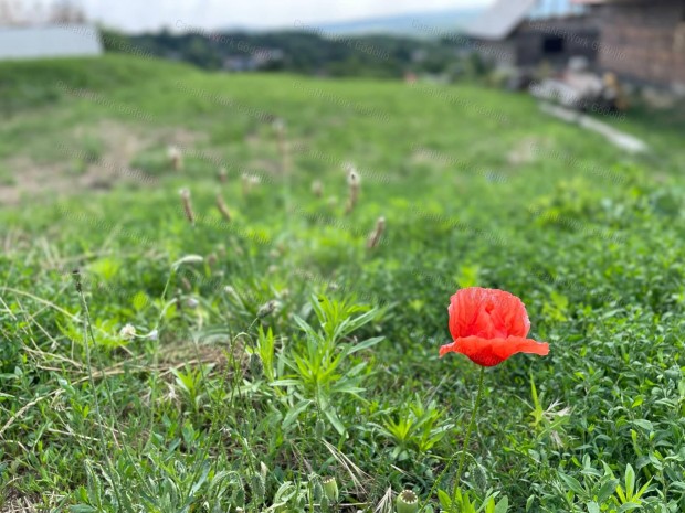 Pazar panorma a nappalibl