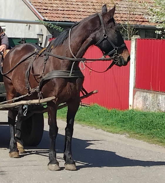 Pej kanca l elad!