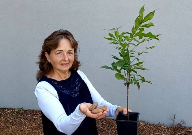 Pekndi, datolyaszilva, grntalmanbabrmeggy leylandi ciprus, nvn