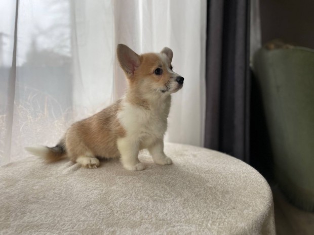 Pembroke Welsh Corgi Trzsknyves Kiskutyk