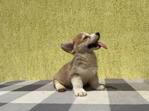 Pembroke Welsh Corgi Törzskönyves Kiskutyák