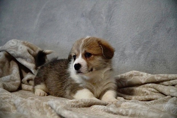 Pembroke Welsh Corgi Trzsknyves kiskutyk