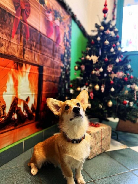 Pembroke-Welsh Corgi kan
