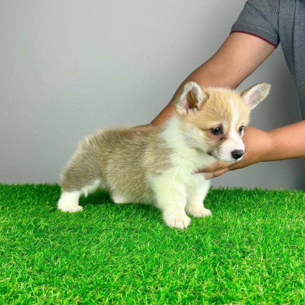 Pembroke Welsh Corgi kiskutya