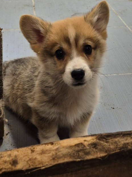 Pembroke welsh Corgi