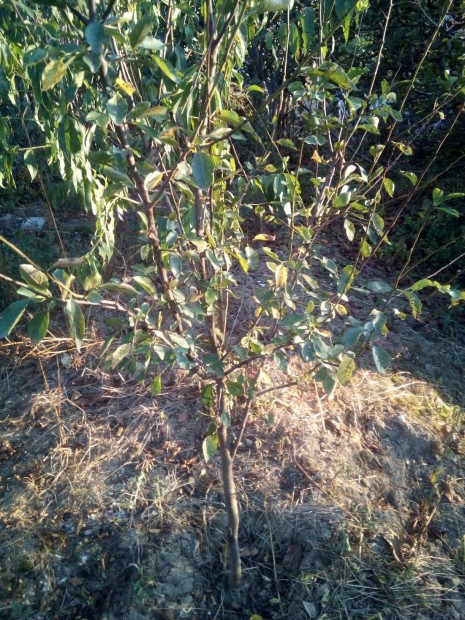 Penyigei szilva fa csemete elad