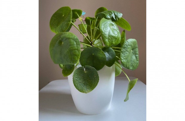 Pnzlevel pilea (Pilea peperomioides)