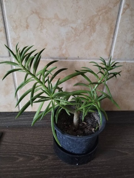 Peperomia ferreyrae t�rpebors 