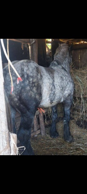 Percheron 4 ves csdr