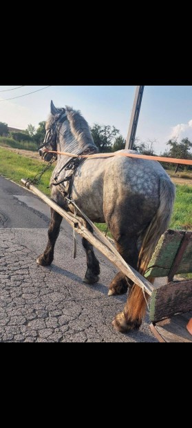 Percheron 4 ves csdr csik