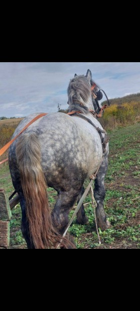 Percheron 4 ves mn