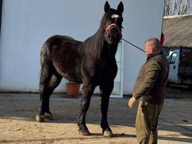 Percheron -Hope kanca csik