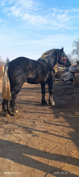 Percheron csdr 