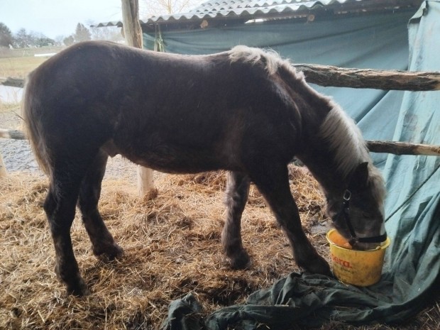 Percheron csdr csik