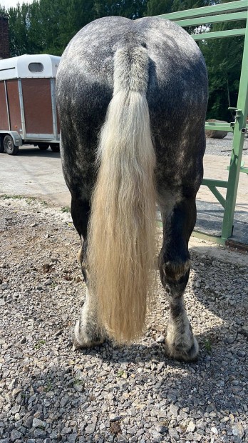 Percheron hidegvr fedengedlyes Mn