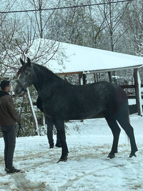 Percheron kanca elad