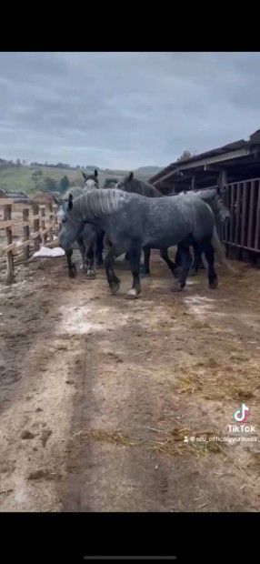 Percheron kanck