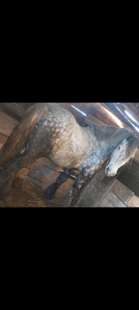 Percheron mn