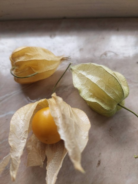 Perui fldicseresznye mag. ,,Physalis,,