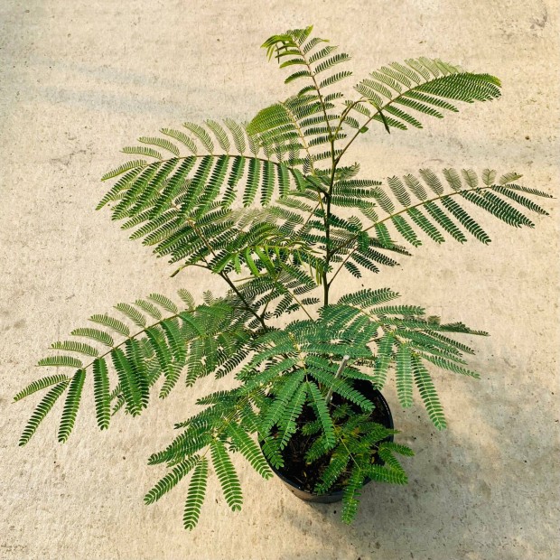 Perzsa Selyemakc (Albizia Julibrissin) - Kontneres