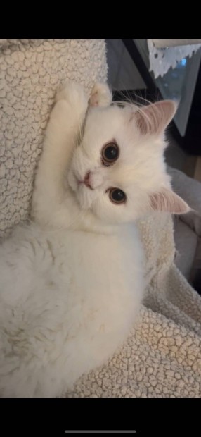 Perzsa fajtajelleg cica
