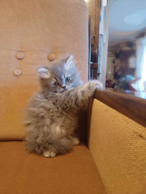 Perzsa kis cica