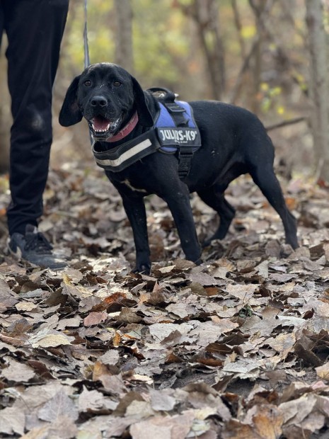 Peti 4 ves labrador, beagle keverk ivartalan kan