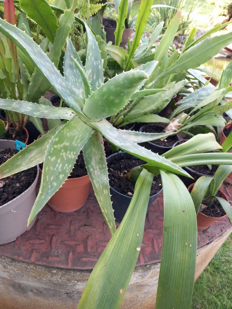 Pettyes level agave nagyobb