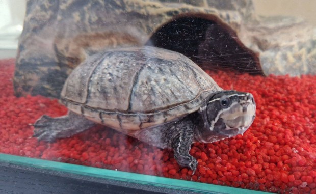 Pézsma teknős teljes felszereléssel eladó