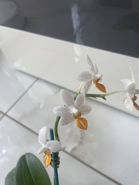 Phalaenopsis Mini Mark orchidea
