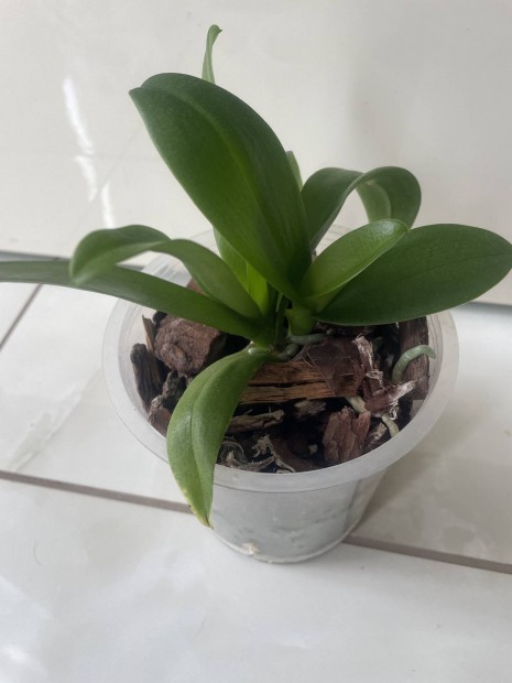 Phalaenopsis Pulcherrima Alba lepke orchidea