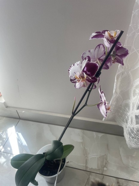 Phalaenopsis lepke orchidea