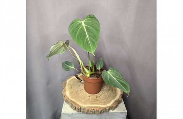 Philodendron Gloriosum