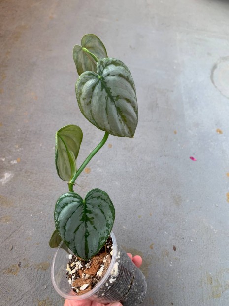 Philodendron brandtianum Szobanvny