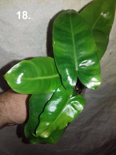 Philodendron burle marx 18.sz