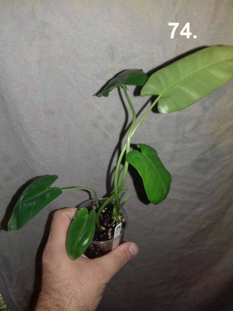 Philodendron burle marx 74.sz